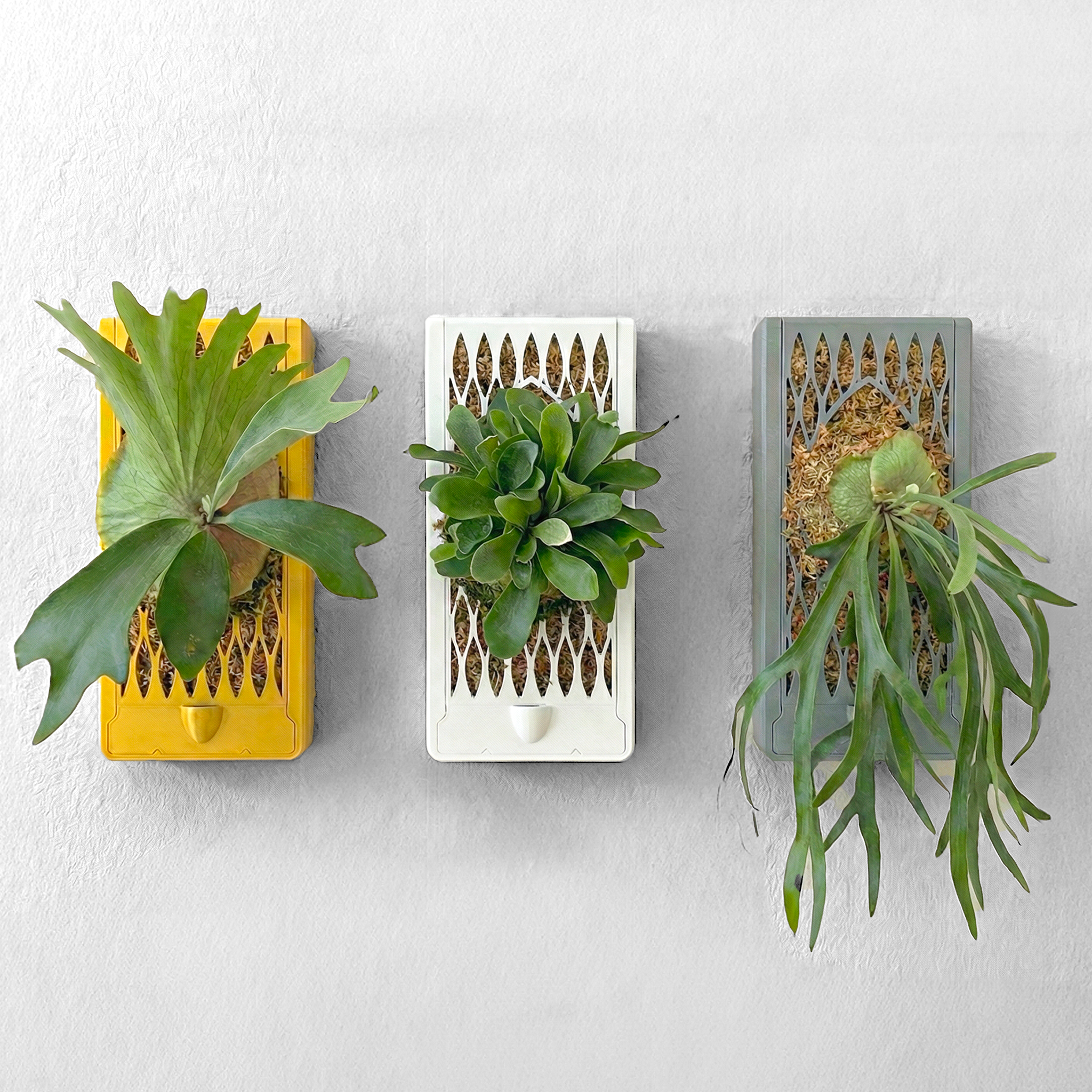 renter friendly plant hanging Orchid & Staghorn Fern Wall Mount Vertical Planter – Renter-Friendly L – Leafy Cove