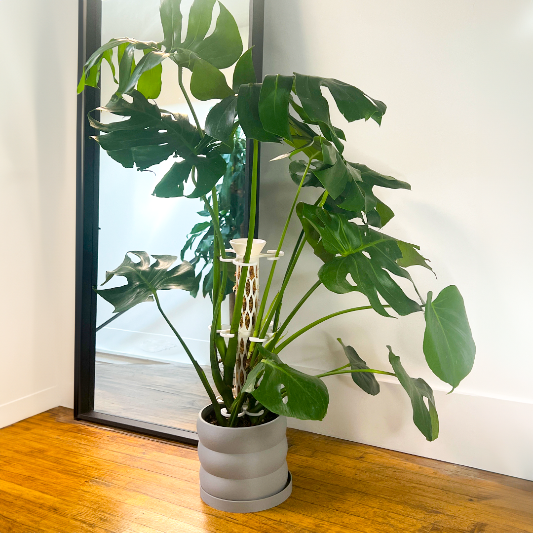 tall moss pole for monstera Giant 2" Diameter Buildable Moss Pole Set