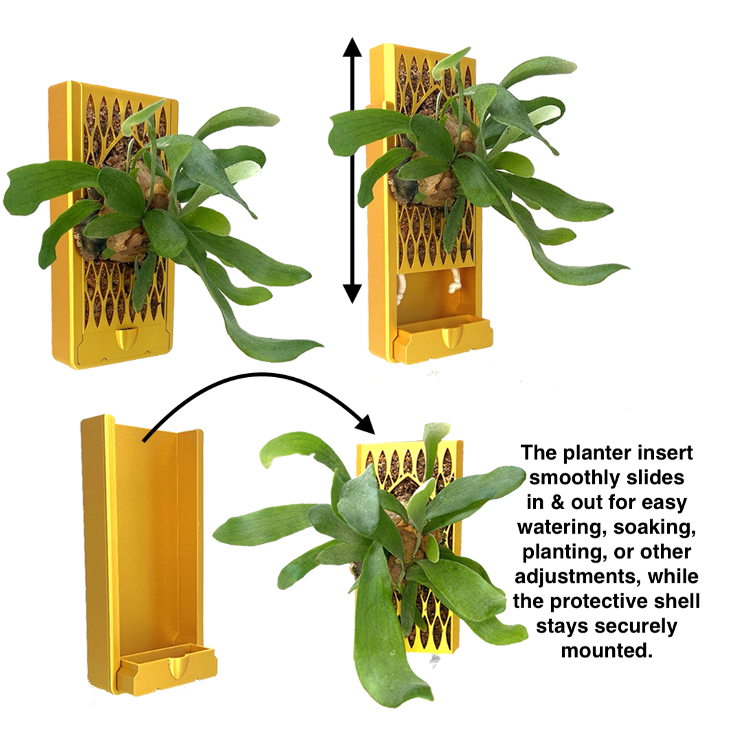 hanging plants renter friendly Orchid & Staghorn Fern Wall Mount Vertical Planter – Renter-Friendly L – Leafy Cove